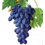 Painted grapes