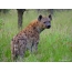 Screensaver on the desktop hyena