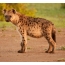 Screensaver sa desktop hyena