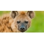Hyena face on green background