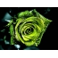 Green rose on a black background