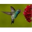Hummingbirds, red flowers
