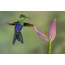 Hummingbird and flower