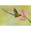 Hummingbird pollinating a flower