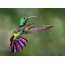 Hummingbird on screensaver