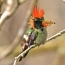 Hummingbird with orange tufted