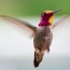 Beautiful hummingbird on the desktop