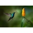 Yellow flower and hummingbird