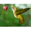 Light green hummingbird