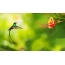 Screensaver on your desktop with hummingbirds