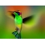 Multicolored hummingbird