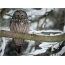 Owl on a branch