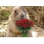 Marmot with flowers