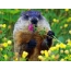 Marmot with flower