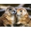 Funny marmots on the desktop