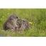 Marmots on the grass