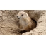 Groundhog in a hole