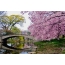 Sakura, the bridge