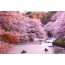 River, boats, Sakura