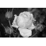 Black and white photo of a rose