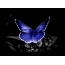 Blu, farfalla, fondo nero