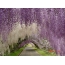 Lilac tunnel