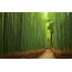 Bamboo tunel