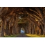 Tree tunnel
