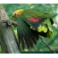 Зелен папагал