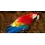 Beautiful parrot on the desktop