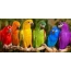 Multicolored parrots