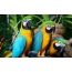 Parrots bukur blu dhe të verdhë