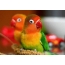 Parrots Lovebirds