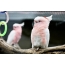 Parrots rozë