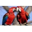 Macaw папагали