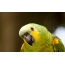Светло зелен папагал