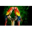 Parrots Macaw
