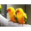 Жолта папагали