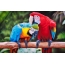 Red and blue parrot