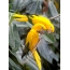 Жолта папагал