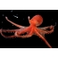 Orange octopus on the desktop