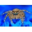 Spider on a blue background