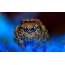 Spider on a blue background