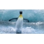 Ang penguin nga nagdagan sa tubig