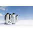 Mga hulagway sa mga penguin