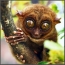Big-eyed lemur