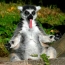 Big tongue lemur