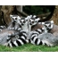 Lemur family