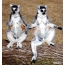 Funny lemur