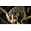 Big-eyed lemur
